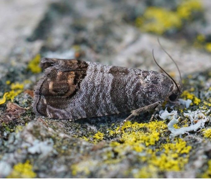 codling moth on leaf