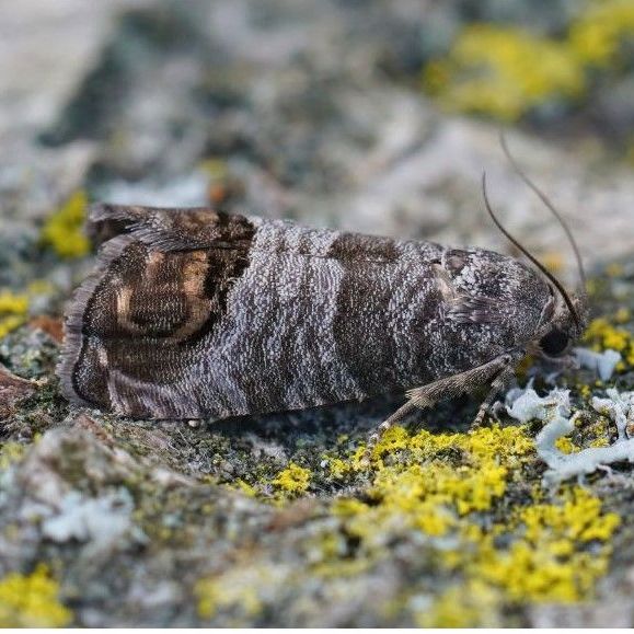codling moth on leaf