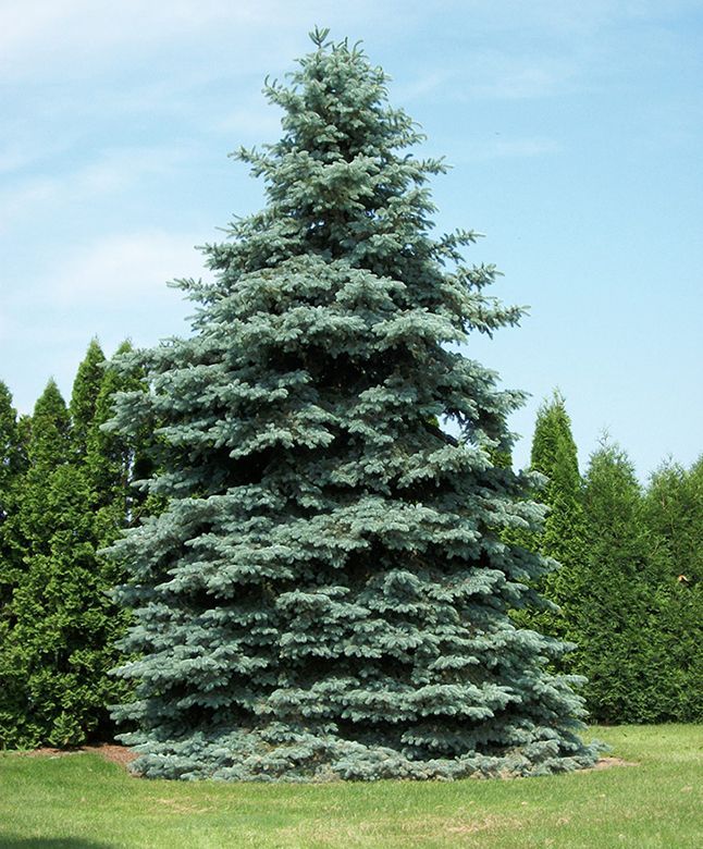 A large blue pine tree in the middle of a lush green field