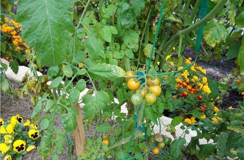 Tomatoes and peppers in raised bed