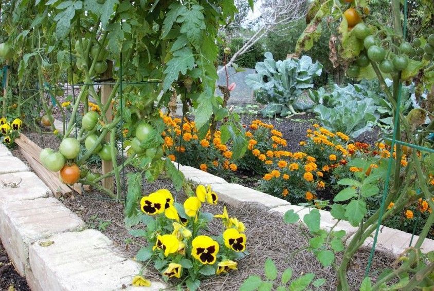 nasturtiums and squash