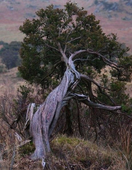 A tree with a twisted trunk in the middle of a field