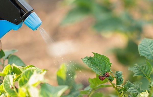 spraying plants with diy insecticides