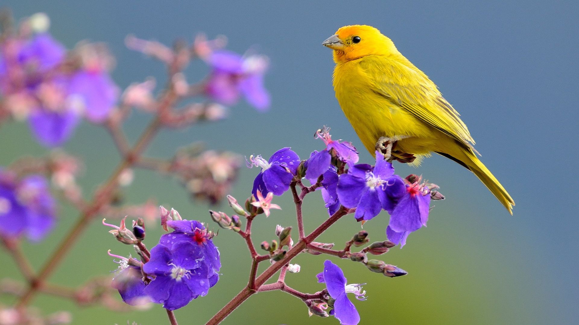 yellow bird on purple flowers