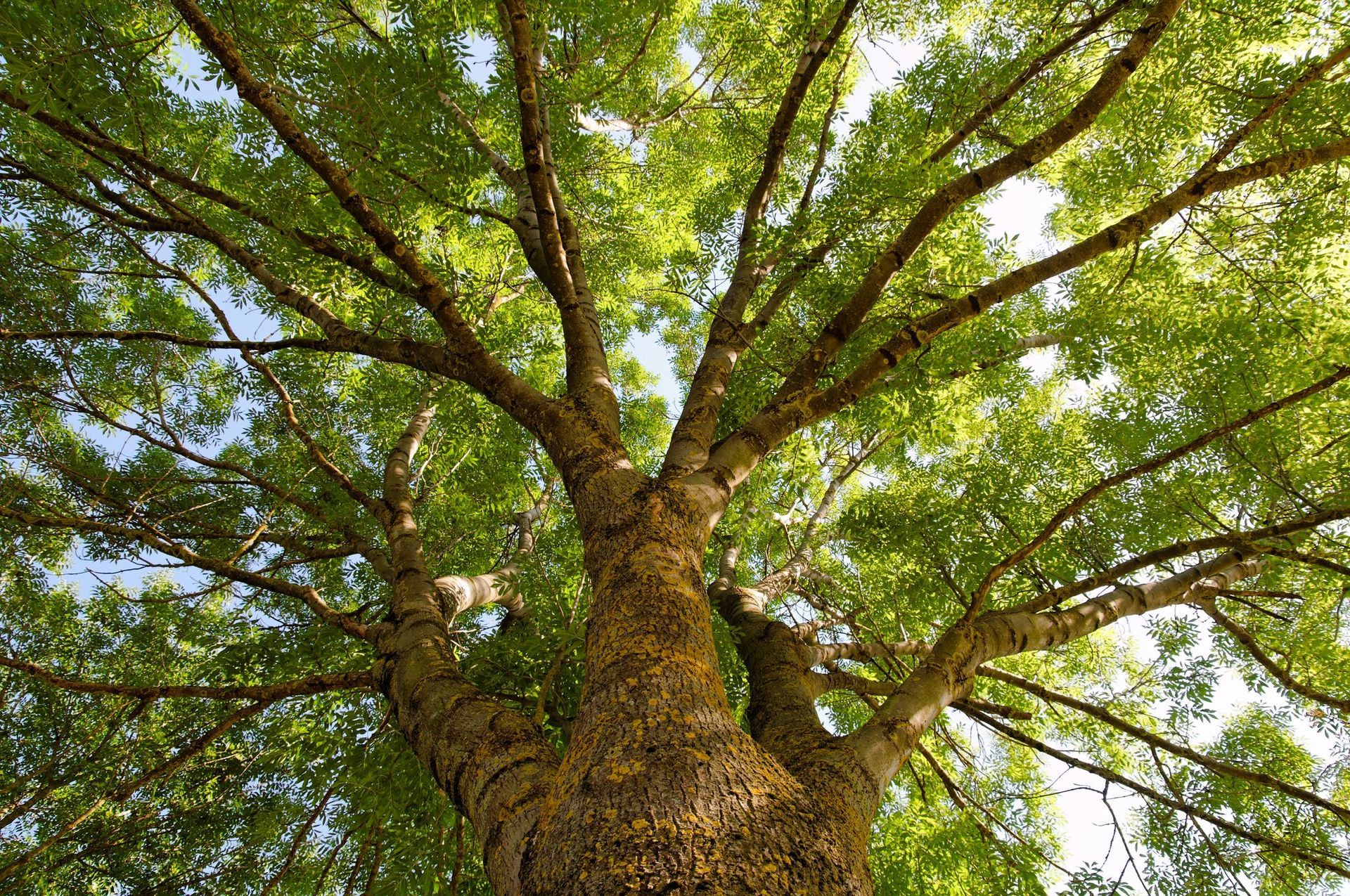 ash tree from ground