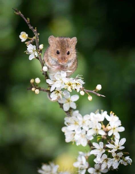 mouse on white flowers