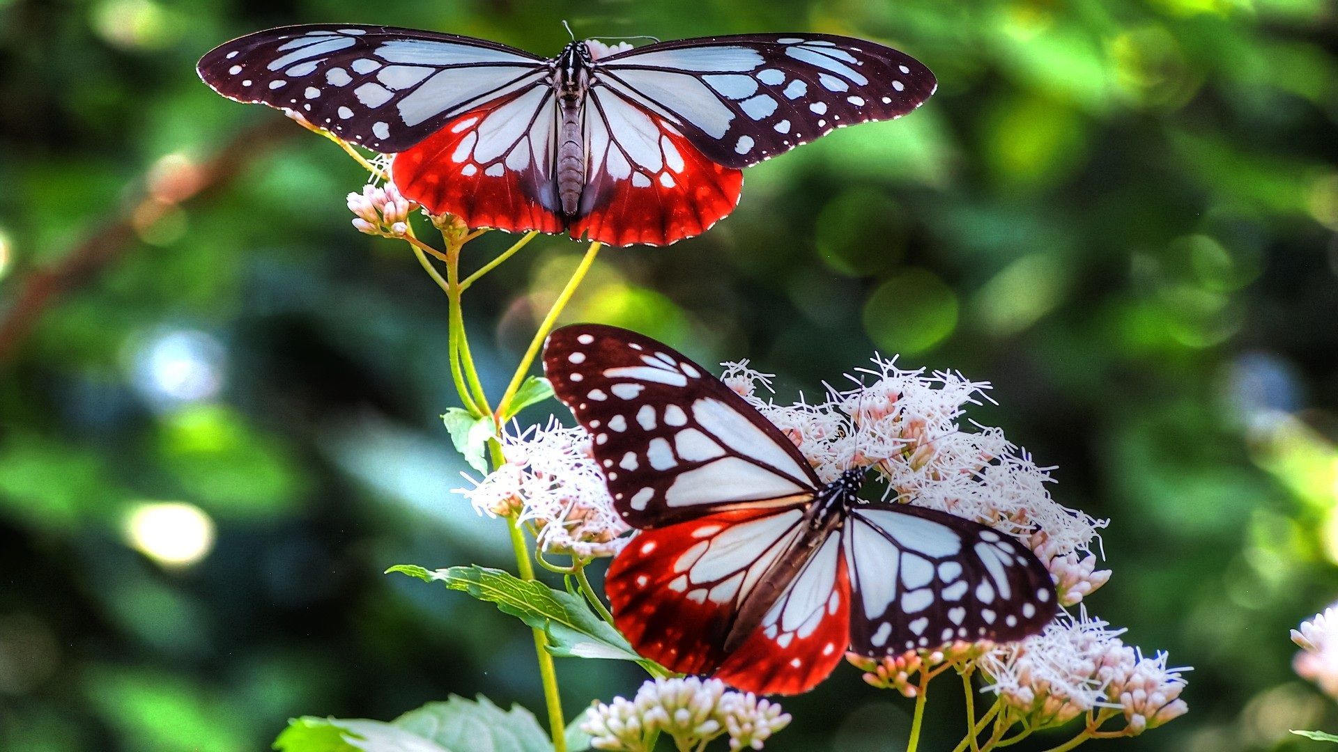 A garden of colorful wildflowers with butterflies