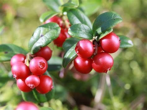 A bunch of red berries growing on a bush with green leaves.