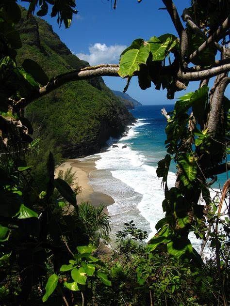 A view of a beach through a tree branch