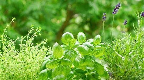 A bunch of green plants with purple flowers in the background.