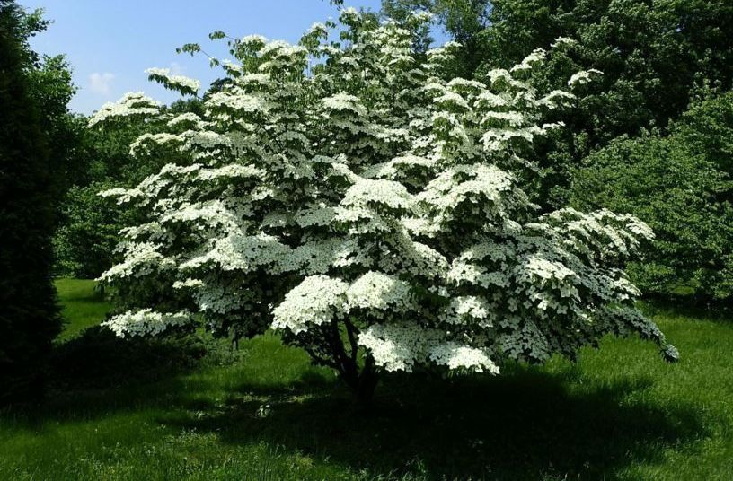 A tree with lots of white flowers on it