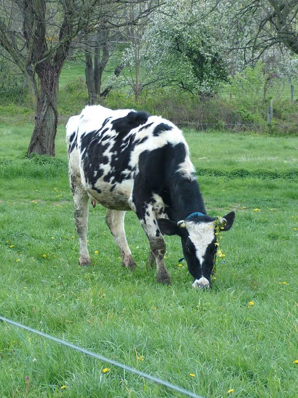 A black and white cow is grazing in a grassy field