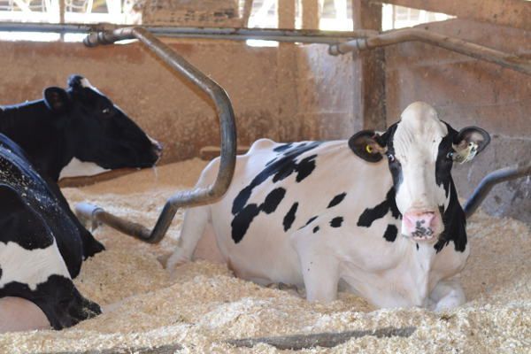 A black and white cow is laying in a pile of hay.