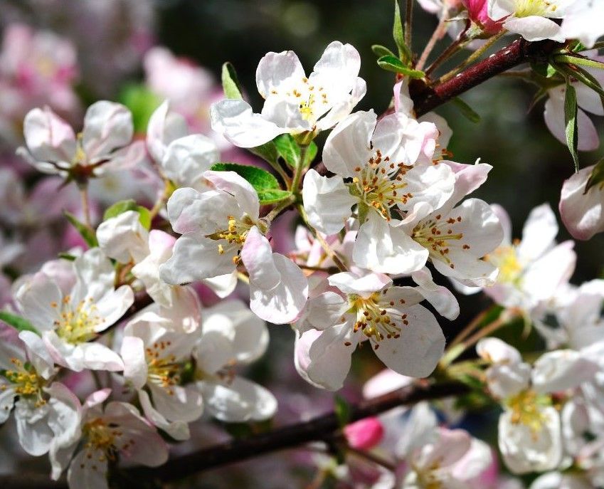 Crabapple Tree