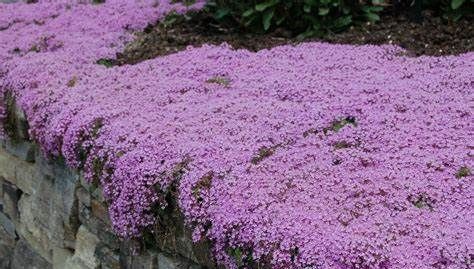 A row of purple flowers growing on a rock wall.