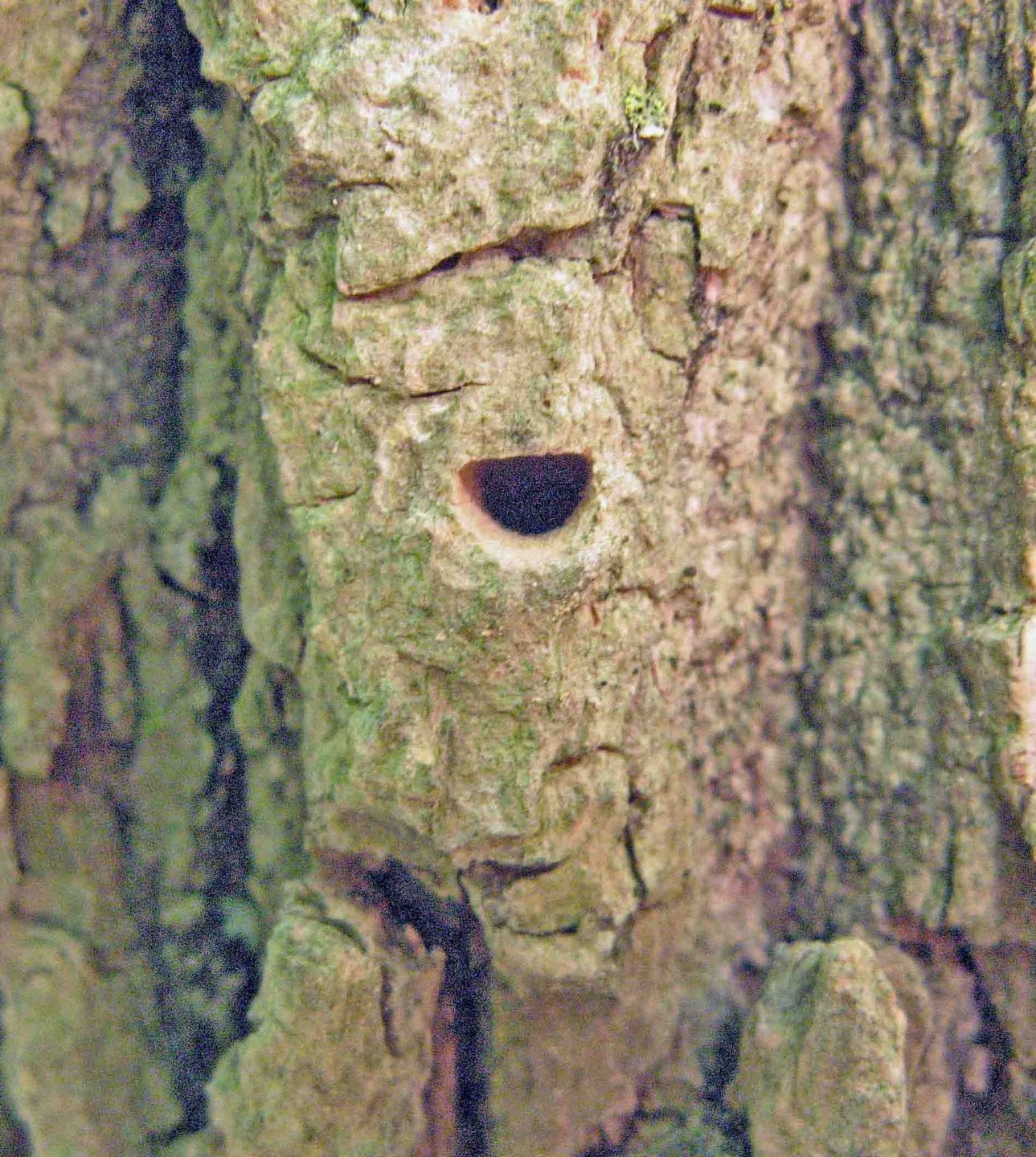 d-shaped exit holes from eab