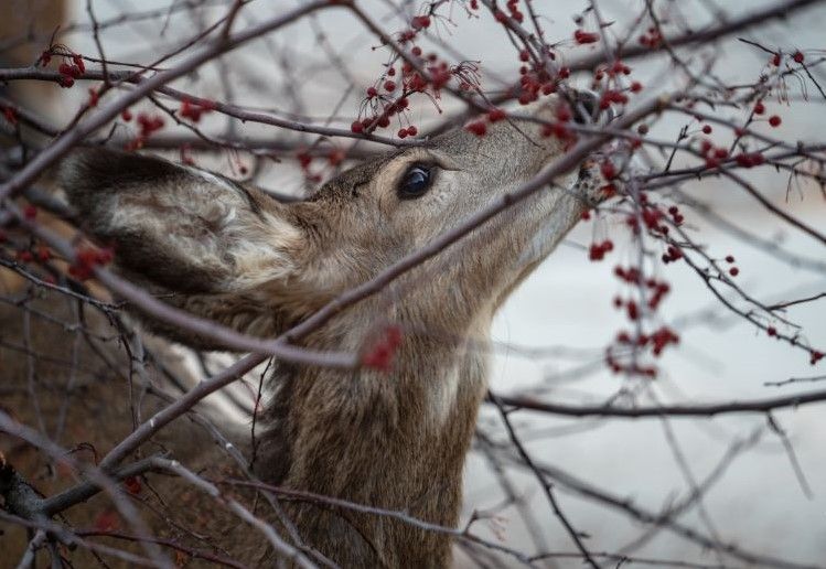 A deer eating a tree branch.