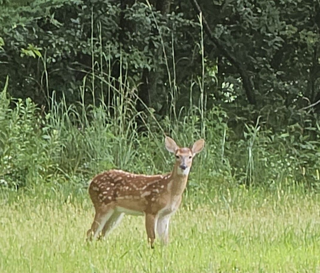 A young deer is standing in a grassy field.