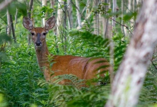 A deer are standing in the woods.