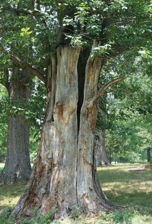 canker on tree bark