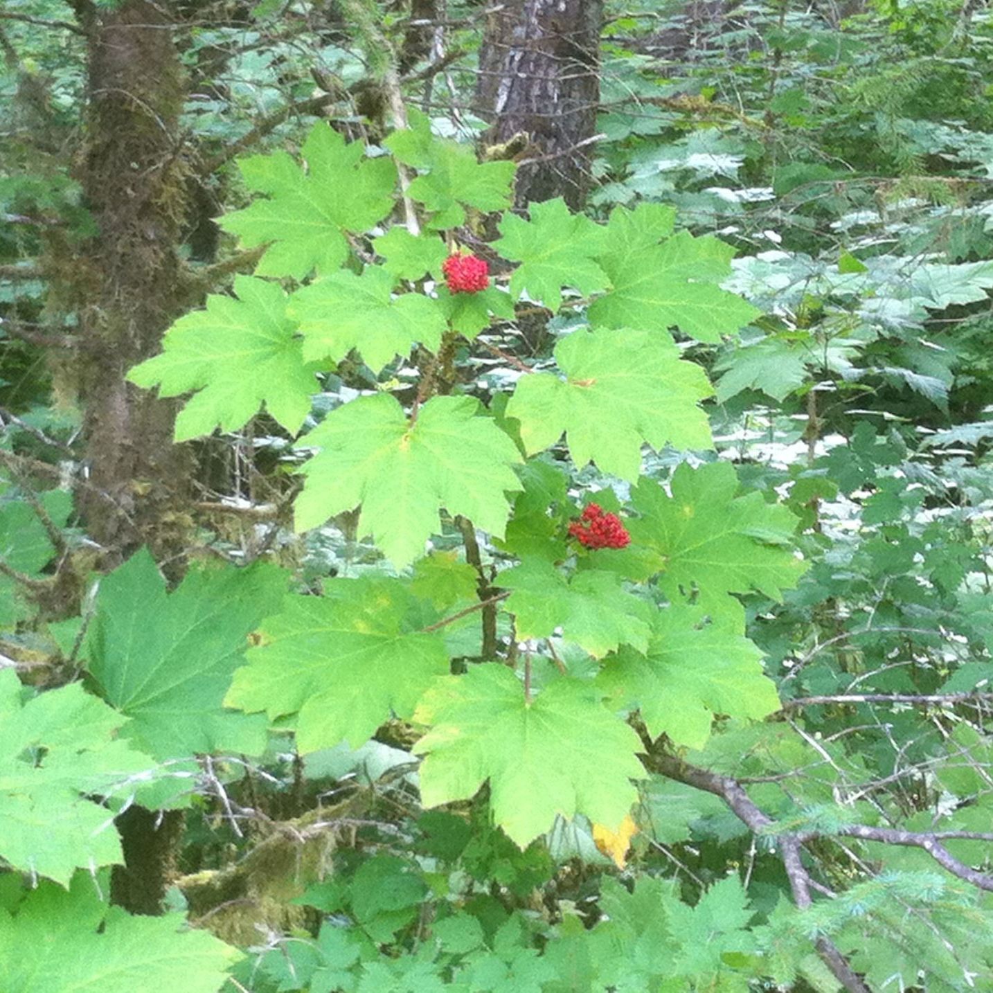 A plant with green leaves and red berries