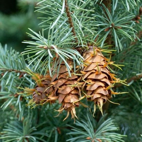 A close up of pine cones on a tree branch