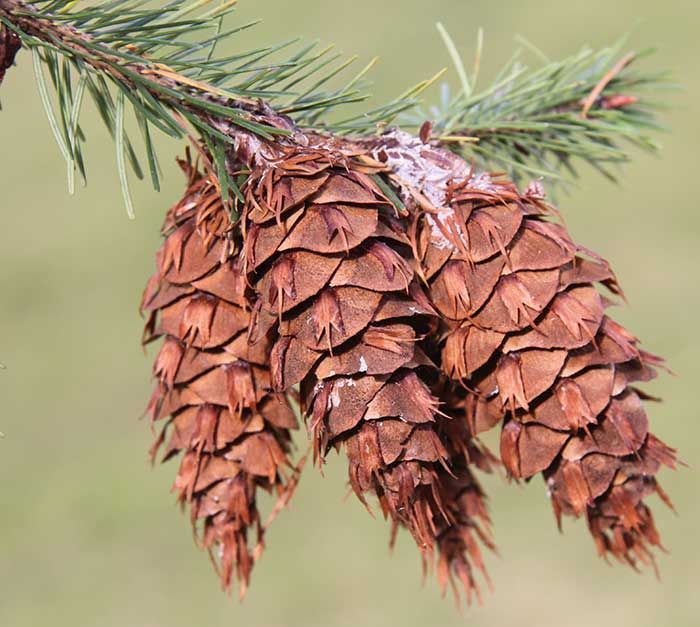 A close up of a pine cone on a tree branch