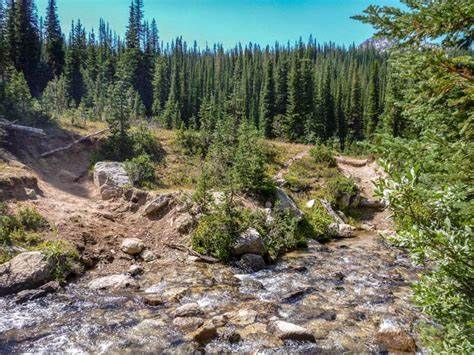 A stream running through a lush green forest surrounded by rocks and trees.