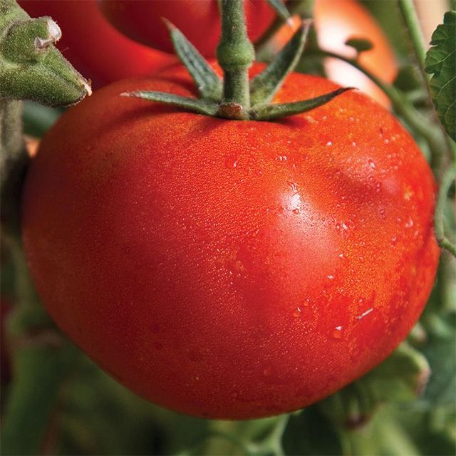 It's Easy to Grow Garden Tomatoes in Pennsylvania