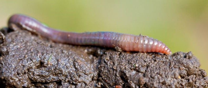 An earthworm digging through soil