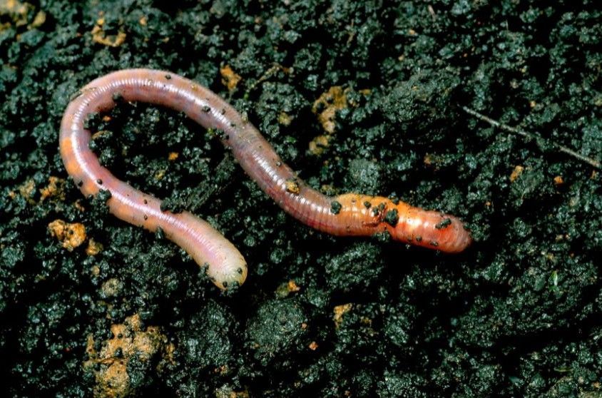 worm in soil