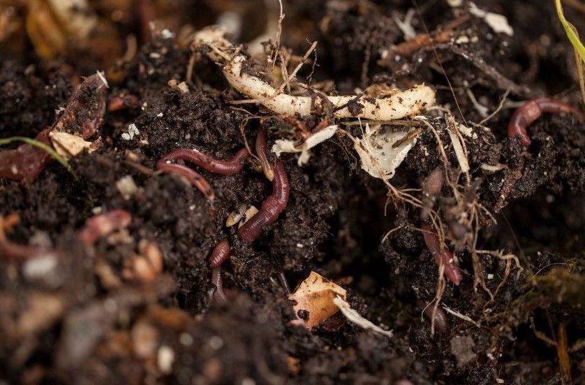 worms burrowing in dirt