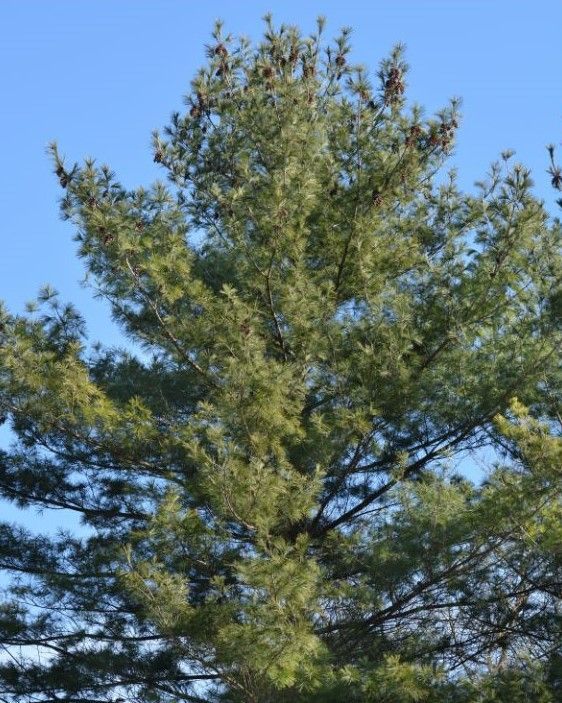 Eastern Pine