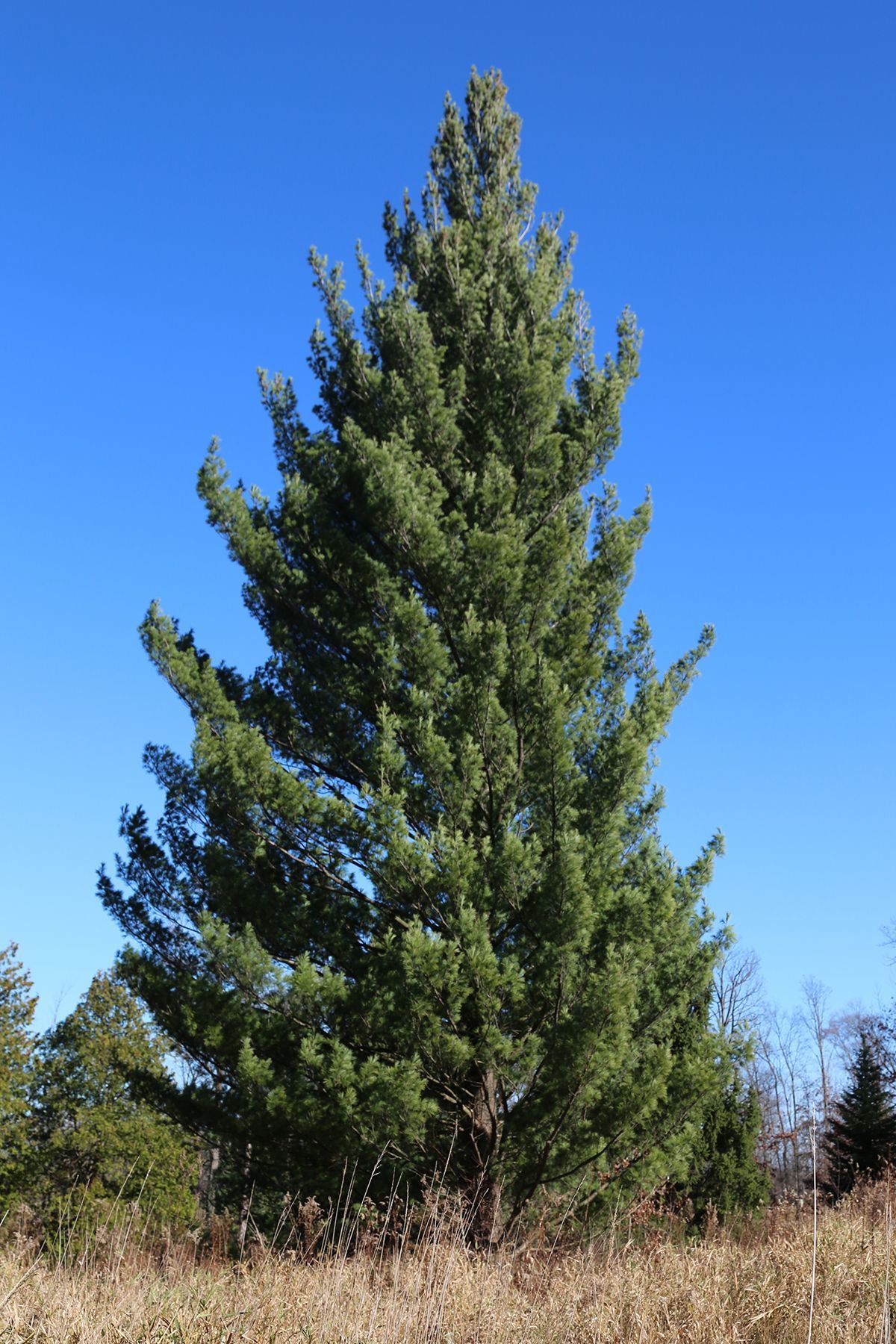 A large pine tree in a field with a blue sky in the background.