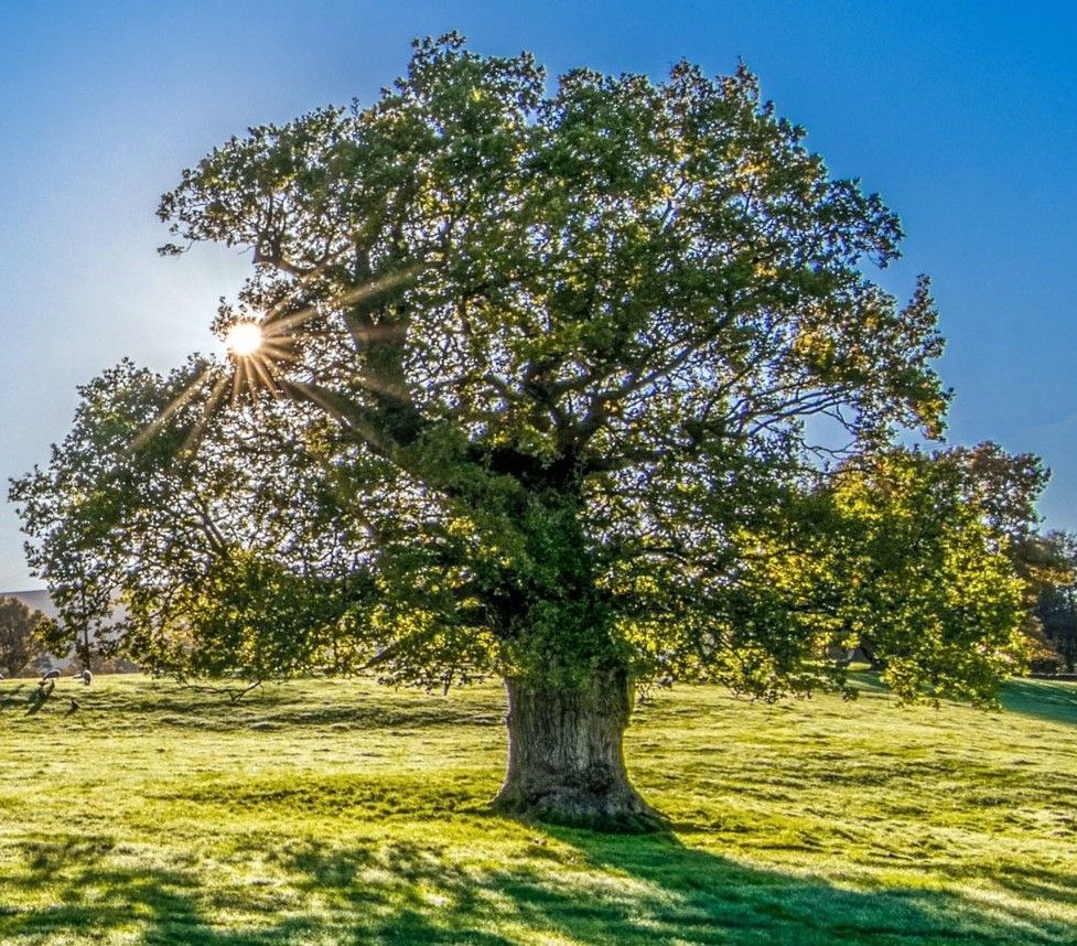 The sun is shining through the branches of a tree