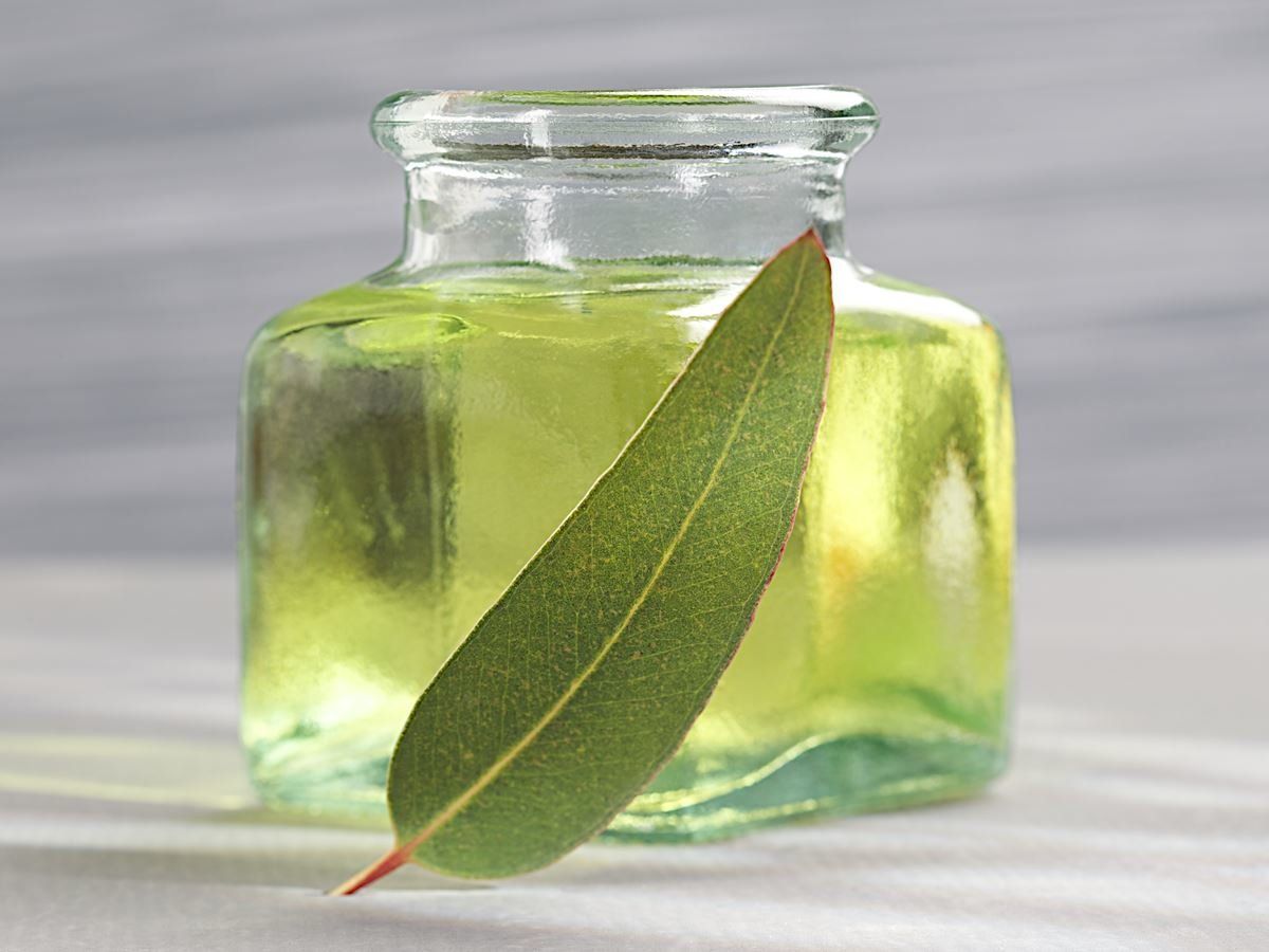 A bottle of eucalyptus essential oil with a leaf in it.