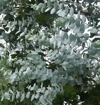 A tree with lots of leaves and branches