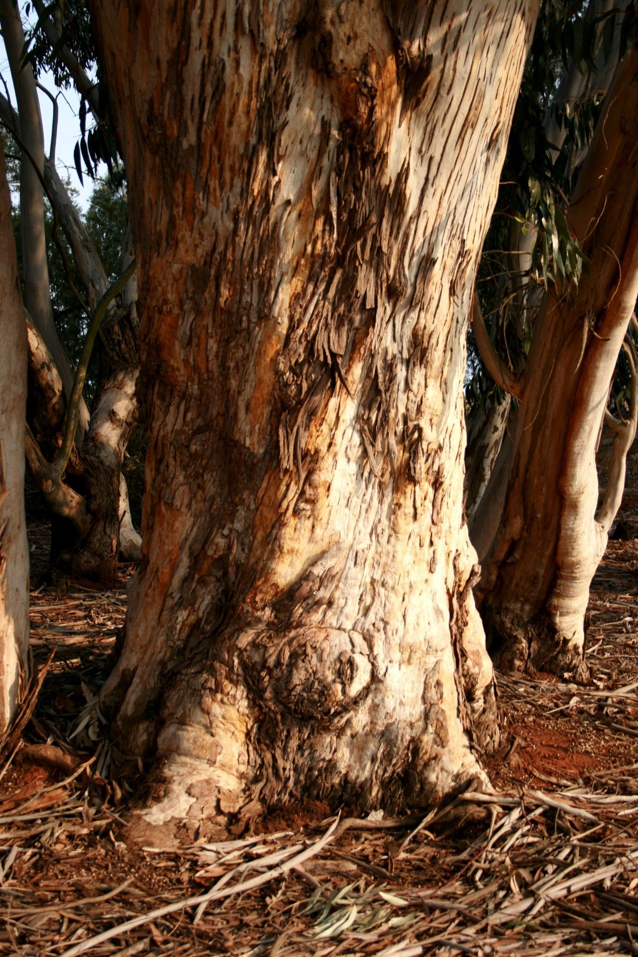 A close up of a tree trunk in a forest