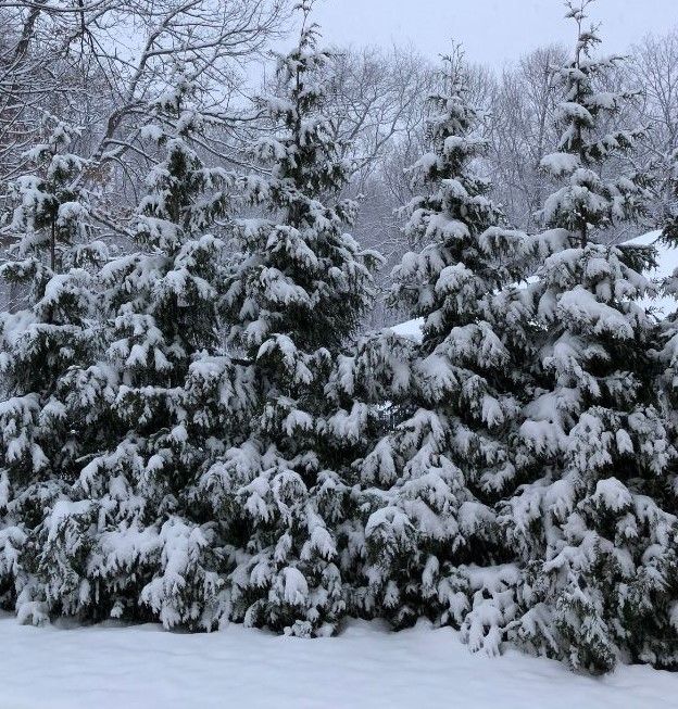 A snowy forest with trees covered in snow.