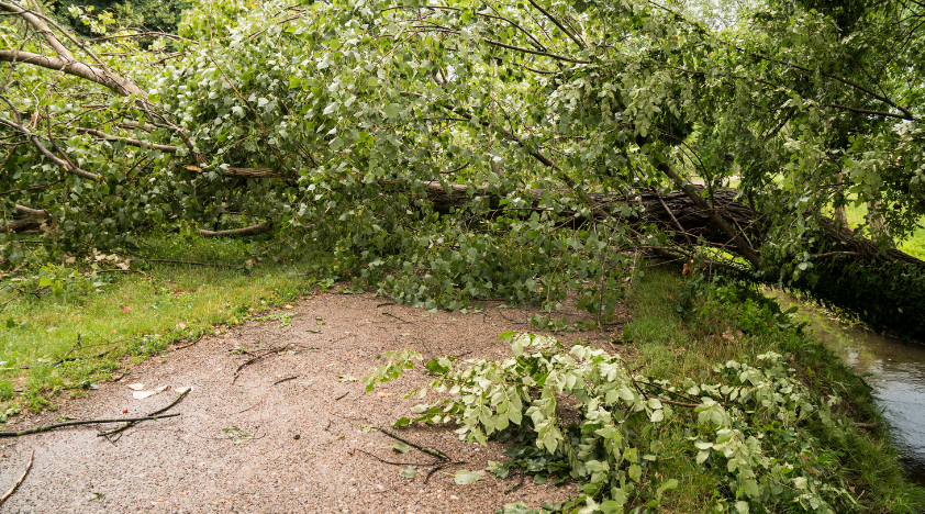 A tree that has fallen on the side of a road.