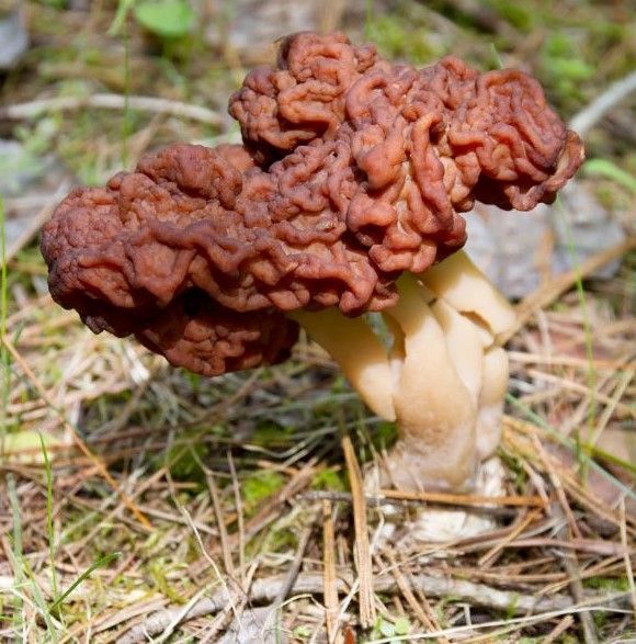 false morel mushroom