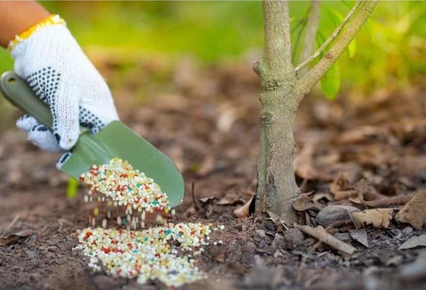 tree fertilizer