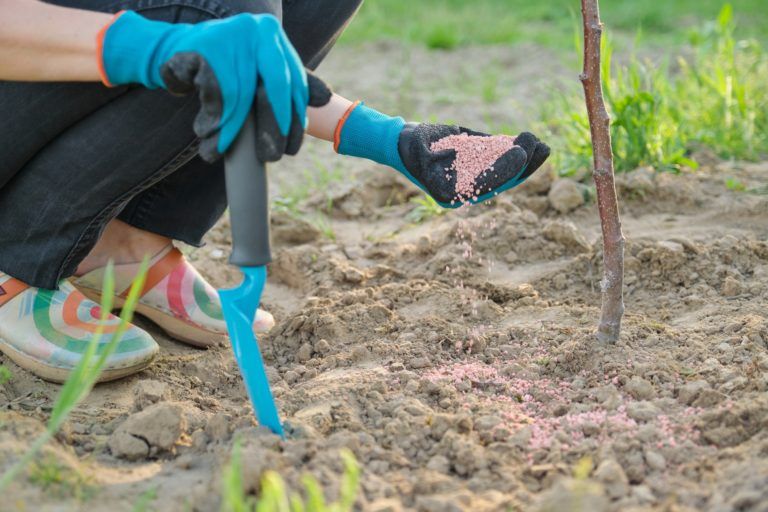 A woman is fertilizing a tree with a shovel.