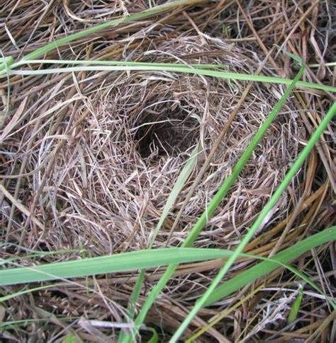 field mouse nest
