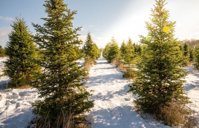 A row of christmas trees in a snowy field