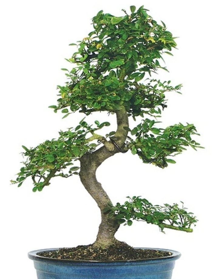 formal upright style bonsai