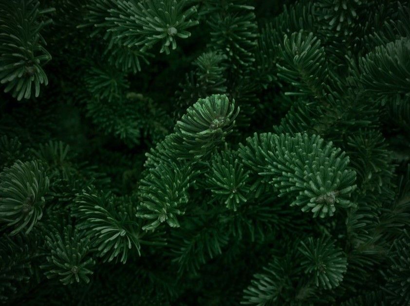 A close up of a christmas tree with lots of green leaves.