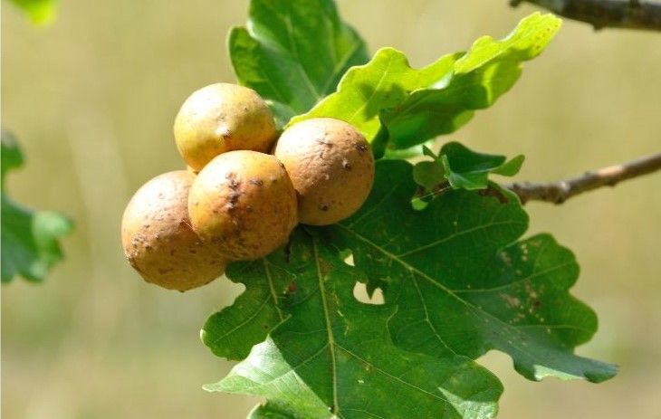 Gall on a tree branch