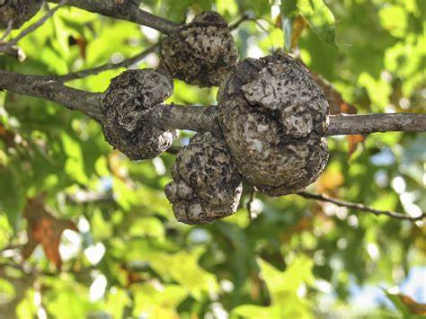 Gall on a tree branch