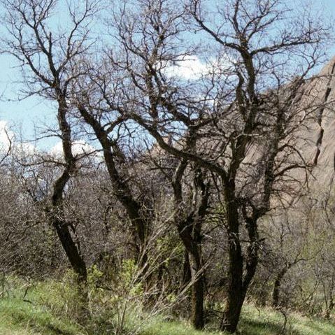 A group of trees without leaves in a forest